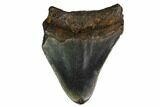 Bargain, Megalodon Tooth - North Carolina #152906-1